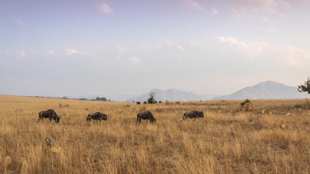 Ilustrasi dataran rendah