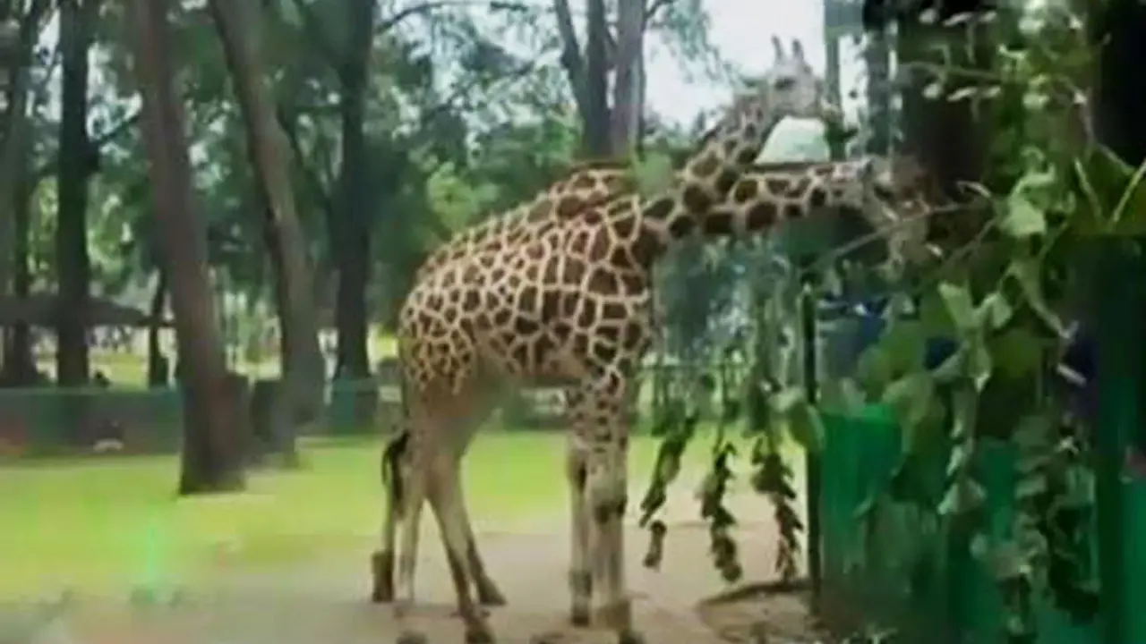 Segmen 2: Berlibur di Ragunan hingga Rayakan Paskah di Goa