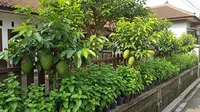 11 Kombinasi Pohon Buah dan Tanaman Herbal yang Membuat Ular Enggan ke Rumah
