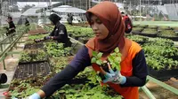 RI Perlu Punya Kebun Energi