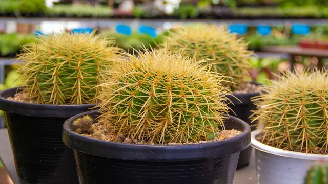 ilustrasi jenis kaktus mini untuk menghias kamar tidur/aimpol buranet/shutterstock