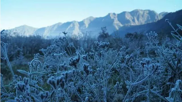Fenomena embun es di kawasan Gunung Bromo (Istimewa)