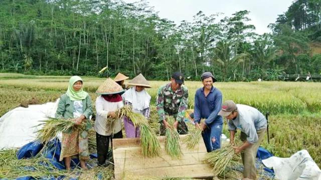 Perempuan tangguh asal desa Karangjambu memanen padi. (Foto: Liputan6.com/Kodim 0702/PBG/Muhamad Ridlo)
