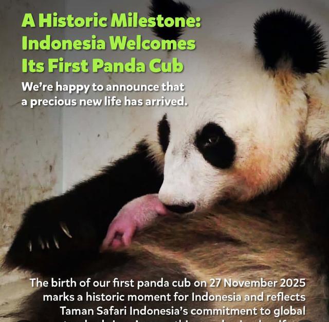 Kelahiran Bayi Panda Pertama di Taman Safari Bogor