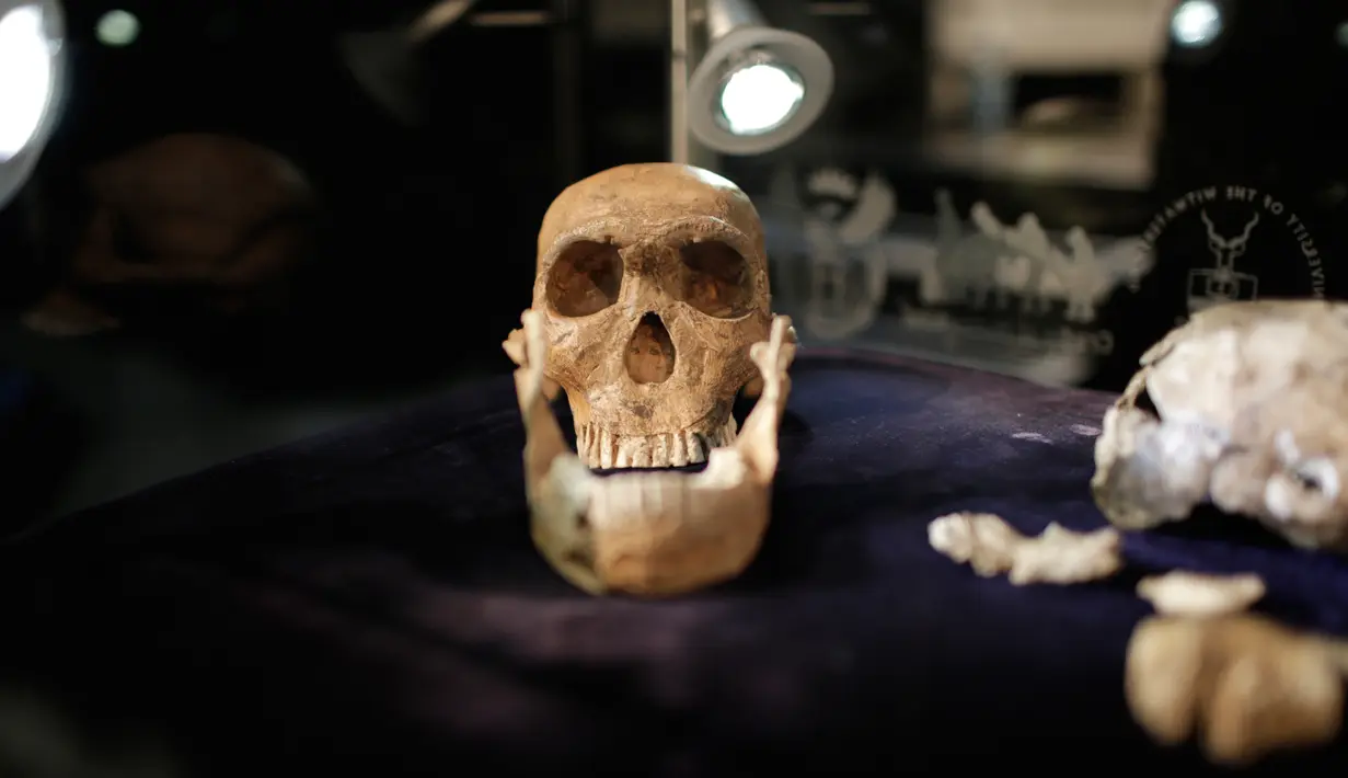Ilmuwan mengatakan telapak dan pergelangan tangan, serta kaki dari Homo naledi mirip dengan manusia modern, namun ukuran otak dan bagian atas tubuh mirip manusia purba mula-mula, Afsel, Selasa (9/5). (AFP/GULSHAN KHAN)