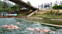 Suatu rangkaian pertandingan olahraga diikuti oleh sekelompok babi di Tiongkok.