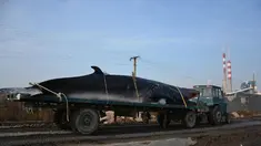 Truk kontainer tampak membawa bangkai ikan paus ke pabrik pembekuan. Paus dengan panjang sekitar 8,9 meter dan berat 3,9 ton ditemukan mati terdampar di pinggiran pantai dekat kota Rizhao, provinsi Shandong, China, 30 November 2015. (shanghaiist.com)