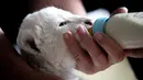 Bayi singa putih yang baru lahir minum susu dengan botol di pusat perawatan singa/harimau "Caresse de tigre", di La Mailleraye-sur-Seine, Prancis pada 11 Agustus 2019. Dua anak singa putih, bernama Nala dan Simba tersebut lahir pada akhir Juli 2019. (LOU BENOIST/AFP)