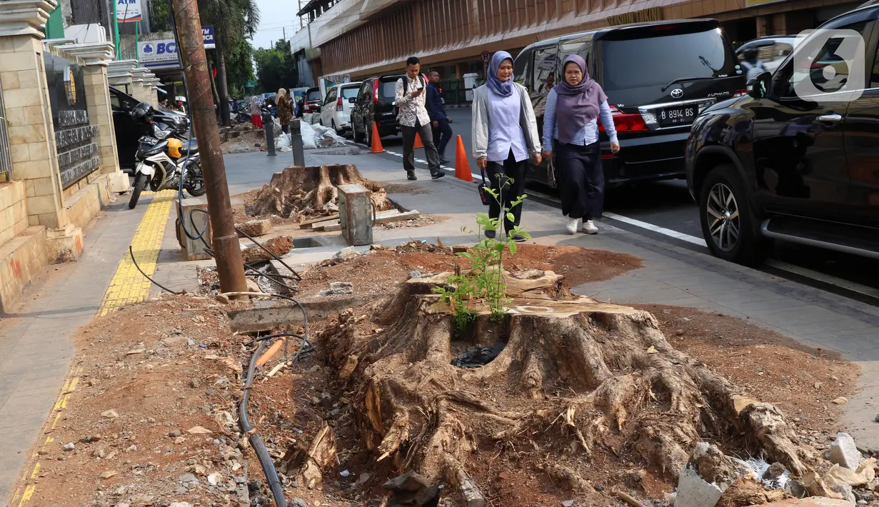 Pejalan kaki melintas di sisi sisa pohon yang ditebang untuk revitalisasi trotoar di kawasan Cikini, Jakarta, Kamis (21/11/2019). Setiap 21 November diperingati sebagai Hari Pohon Sedunia, hal ini untuk mengingatkan masyarakat akan manfaat tanaman bagi kehidupan. (Liputan6.com/Helmi Fithriansyah)
