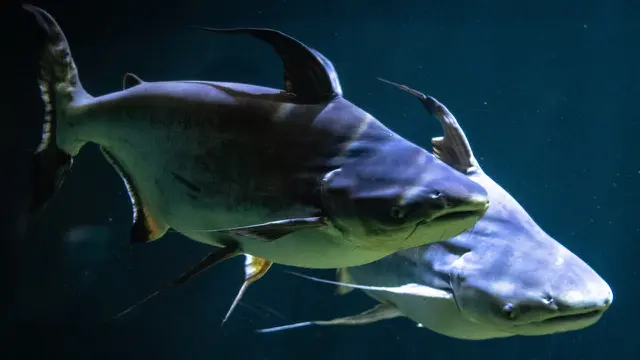 Tips Agar Ikan Patin Tidak Terasa Pahit