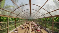 9 Kandang Ayam Model Terowongan, Produktivitas Optimal Peternakan Modern