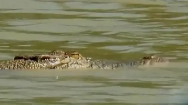 Buaya Muara