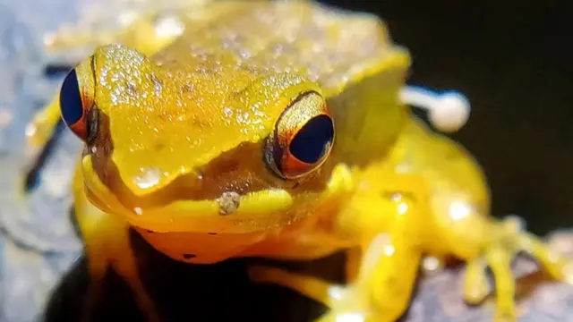 Tubuh Katak Ditumbuhi Jamur