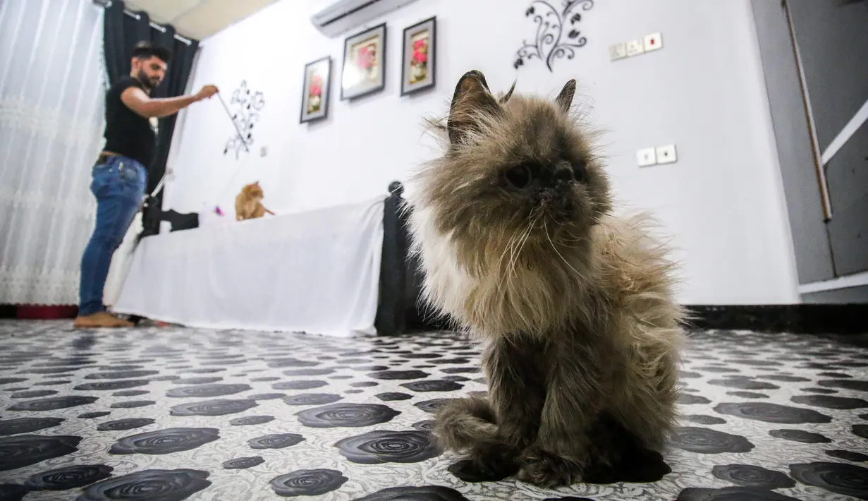 Seekor kucing menginap di hotel khusus kucing di Basra, Irak, 28 Maret 2018. Melalui gagasan ini, mahasiswa kedokteran hewan, Ahmad Taher, berharap bisa mendorong lebih banyak orang untuk tidak ragu mengadopsi kucing di Basra. (HAIDAR MOHAMMED ALI/AFP)