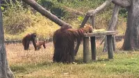 Kisah Keluarga Orang Utan Solo, Didi Beristri Tori dan Anaknya Dito