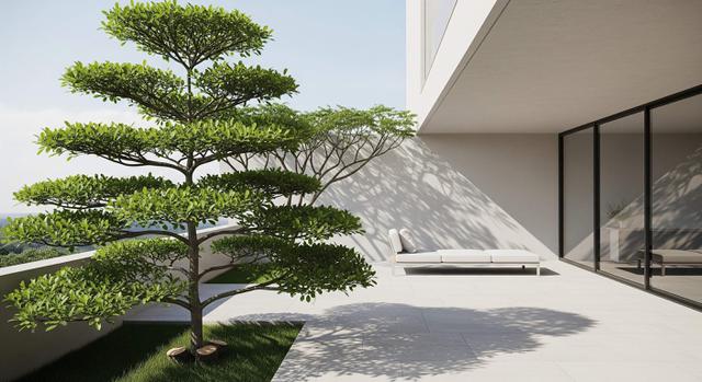 Ketapang Kencana, Rindang dan Rapi