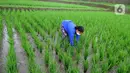 Petani membersihkan rumput liar di sela tanaman padi jenis IR64 di Jatiluwih, Tabanan, Bali, Minggu (5/9/2021). Seiring berakhirnya masa panen dan memasuki masa tanam padi, Badan Pusat Statistik (BPS) mencatat harga beras semua kualitas terjadi kenaikan pada Agustus 2021. (merdeka.com/Arie Basuki)