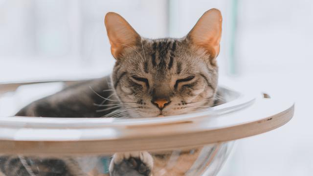 Apakah Kucing Adalah Cairan (Likuid)?