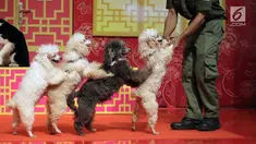Sejumlah anjing melakukan atraksi saat pembukaan event Imlek "Lucky New Year, Lucky You" di salah satu pusat perbelanjaan di Jakarta, Jumat (2/2). Pertunjukkan ini untuk menyambut Tahun Baru Imlek 2569. (Liputan6.com/Arya Manggala)