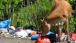 Seekor sapi mengkonsumsi sampah limbah organik rumah tangga dalam kantong plastik  yang berada di pinggir jalan raya di Darul Imarah, Provinsi Aceh, Senin (4/10/2019). Sapi tersebut mencari makan dari tumpukan sampah. (Photo by CHAIDEER MAHYUDDIN / AFP)