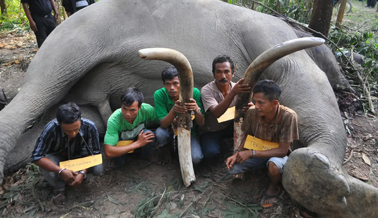 Polda Riau menangkap para tersangka pemburu gading gajah yang telah membantai sedikitnya enam gajah Sumatera di Provinsi Riau dan Jambi, Rabu (11/2/2015).(Antara Foto/wahyudie)