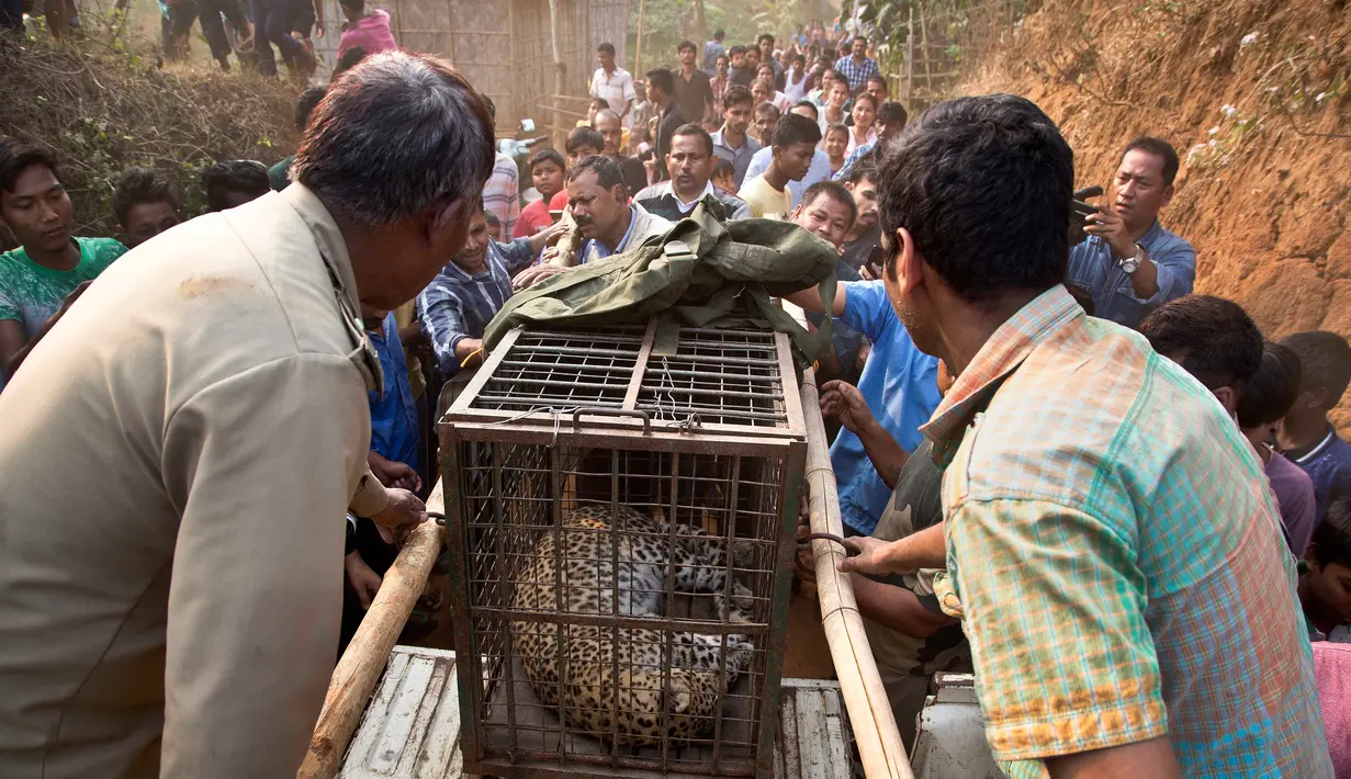Petugas kehutanan India dan dokter hewan memasukkan macan tutul ke dalam kadang seusai proses evakuasi di kawasan permukiman Guwahati, Rabu (13/12). Seekor macan tutul dewasa terperosok ke dalam sumur kering yang berdiameter sempit. (AP Photo/Anupam Nath)
