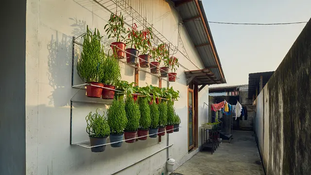 Desain Rumah Kecil dengan Kebun Cabai Gantung di Belakang (AI)