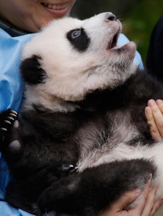 Anak panda raksasa yang baru lahir "Bao Di" diperkenalkan kepada publik  di taman margasatwa Pairi Daiza, Brugelette, Belgia, Kamis (14/11/2019). Panda kembar "Bao Di" dan saudara betinanya "Bao Mei" lahir pada Agustus 2019. (AP/Olivier Matthys)