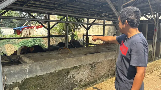 sapi kurban