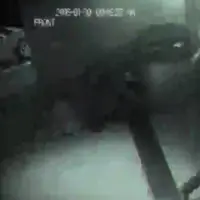 Tanpa takut, makhluk misterius ini berjalan menuju dinding padat. (The Sun)