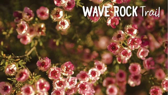 Berjalan menuju timur Australia Barat, kamu bisa mengunjungi Wave Rock Trail dan temukan wildflower berhamburan di sana