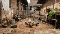 7 Cara Membuat Tempat Mandi Debu Ayam di Halaman Sempit, Hemat Tempat dan Mudah Ditiru