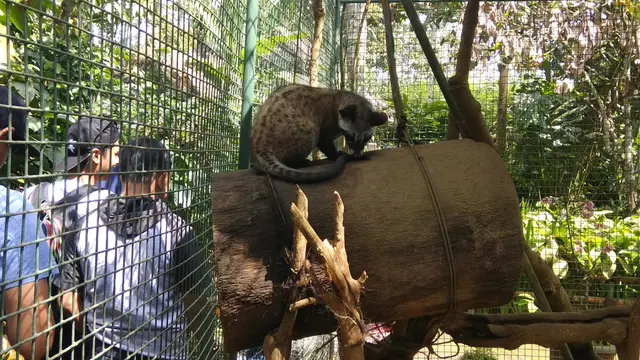 Kopi Bali