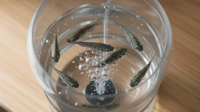 Cara Ternak Ikan Mujair di Galon