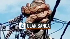 THUMBNAIL ULAR