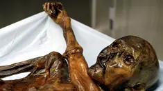Mayat Otzi atau manusia Similaun yang ditemukan di gletser Tyrolean dan diletakkan di Museum Arkeolog EURAC, Bolzano, Italia, (4/1/2016). Mumi yang berumur 5300 tahun ini biasa disebut dengan manusia es. (REUTERS / Sudtiroler Archaeologiemuseum)