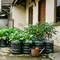 13 Tanaman Sayur yang Paling Cepat Panen di Galon Bekas, Solusi Berkebun Hemat