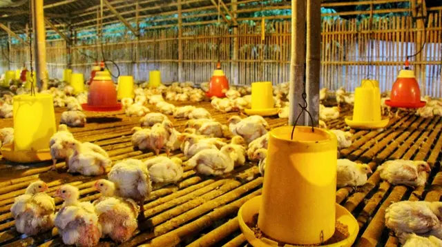 Ide Usaha Ternak Ayam Broiler Panen 35 Hari, Simak Cara Memulai dan Menghitung Keuntungannya