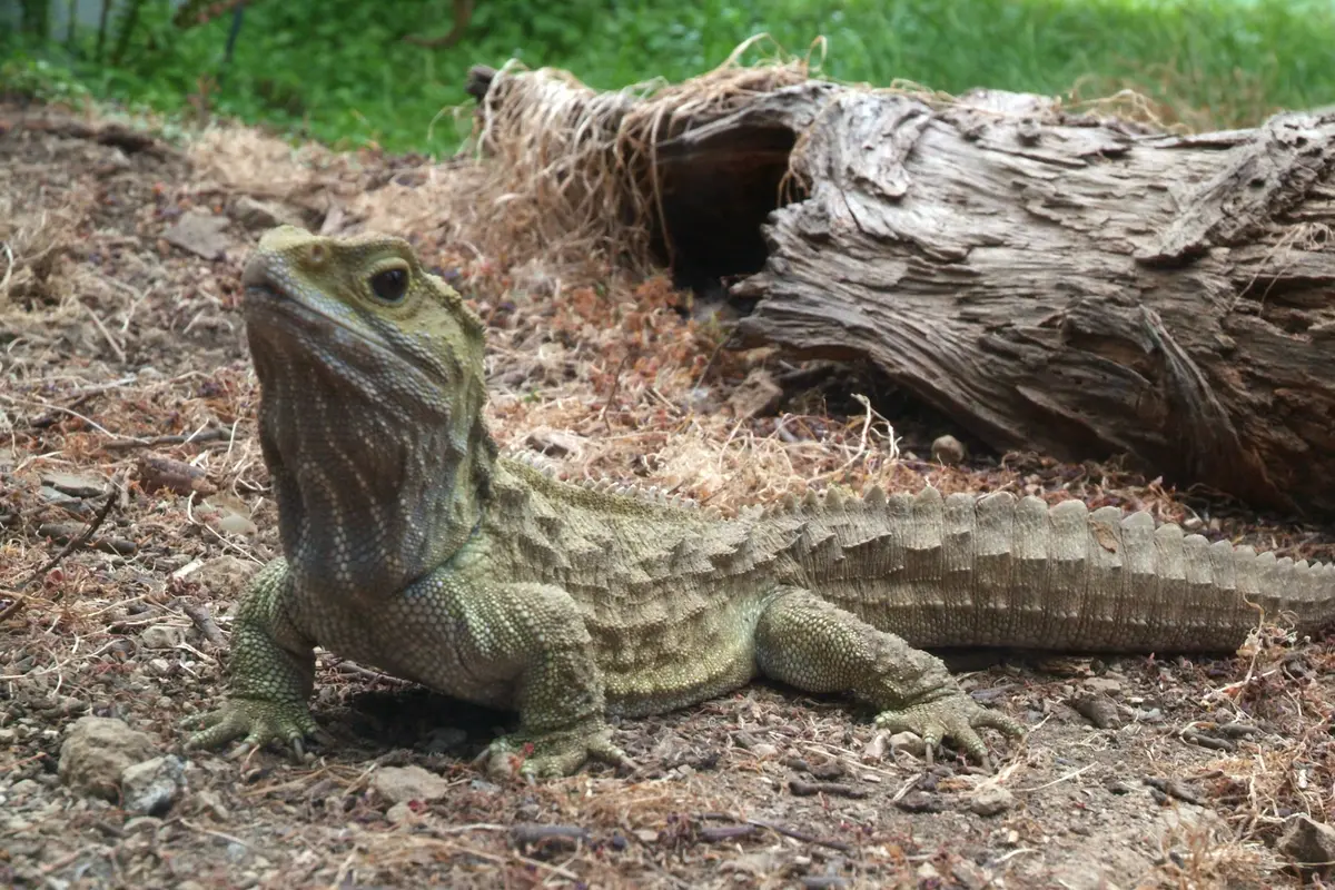 Bintang 5: Reptil Terbesar, Pembunuhan Sadis, Ular Mati