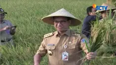 Hal ini disampaikan Anies saat melakukan panen raya di Cakung, Jakarta Timur, Selasa pagi.
