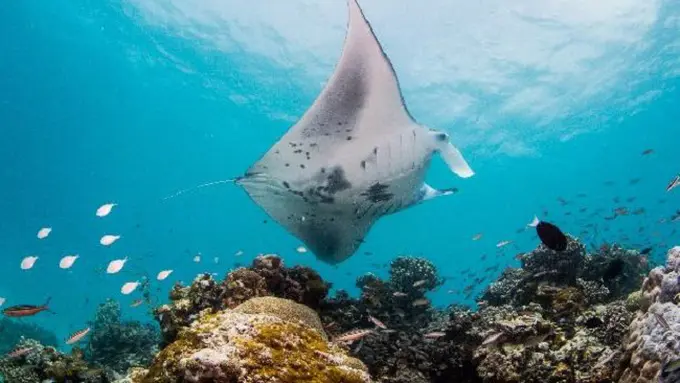 InterContinental Maldives Maamunagau Resort