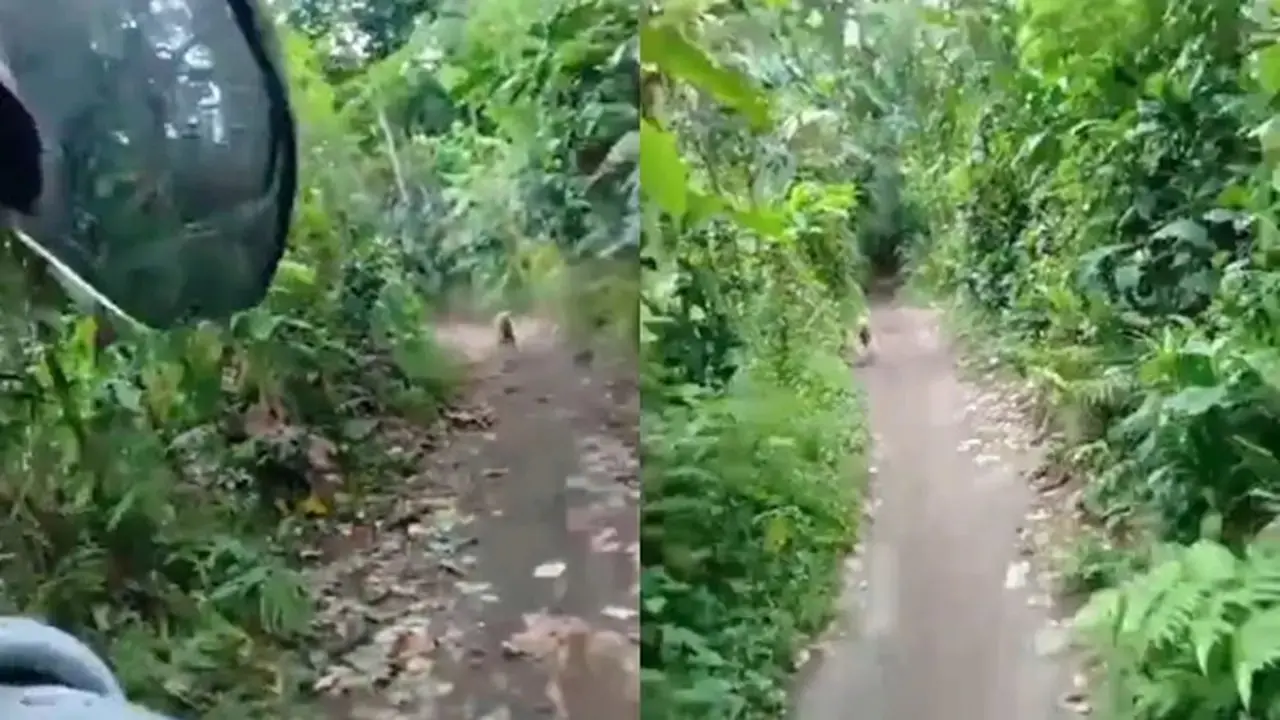 Sudah Tersesat Gara-Gara Google Maps, Pemotor Ini Juga Dikejar Anjing