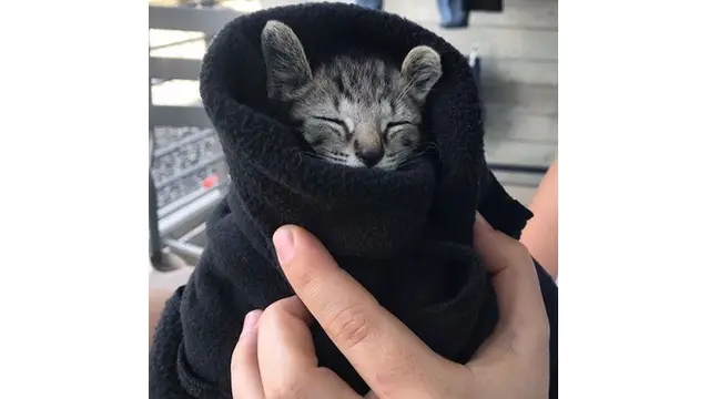 7 Potret Menggemaskan Kucing yang Terbalut Handuk dan Selimut, Butuh Kehangatan