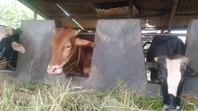 Deretan sapi-sapi di salahs atu kandang milik peternak lokal Garut, Jawa Barat dalam kondisi sehat menjelang datangnya Idul Adha 2022. (Liputan6.com/Jayadi Supriadin)