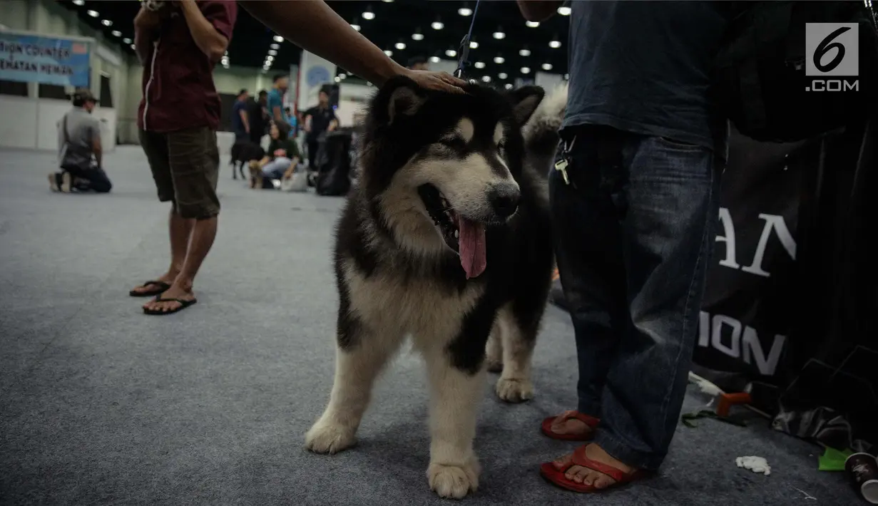 Peserta menyiapkan anjing mereka untuk kontes anjing "CAC International Dog Show 2018" di Ecovention, Ancol, Jakarta, Minggu (4/2). (Liputan6.com/Faizal Fanani)