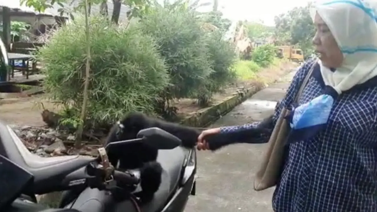 Warga Pekanbaru menyerahkan owa ungko yang dipelihara sejak kecil ke BBKSDA Riau.