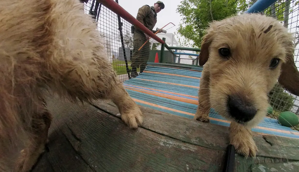 Anak anjing Golden Retriever berusia 50 hari terlihat di sekolah pelatihan anjing polisi Chile di Santiago, 9 Oktober 2018. Dua ratus anjing dari ras yang berbeda mengikuti pelatihan di paru-paru kota Santiago. (Martin BERNETTI/AFP)