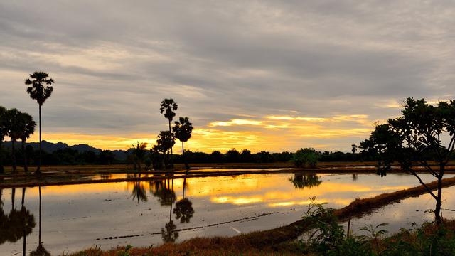 Ilustrasi pohon aren