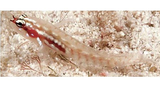 6 Hewan Ini Punya Umur Sangat Pendek di Dunia, Ada yang Hidup Hanya 5 Menit