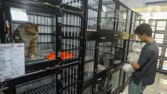 Dokter hewan mengecek kesehatan kucing yang dititipkan di Amore Pejaten, Jakarta Selatan, Minggu (7/42024). (merdeka.com/Arie Basuki)